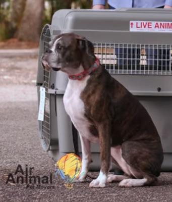 Air Animal Pet Movers