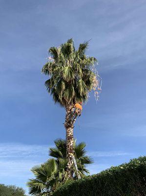 Mountain Lion Landscape And Design