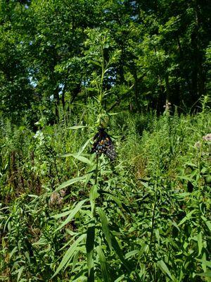 Hidden Oaks Nature Center
