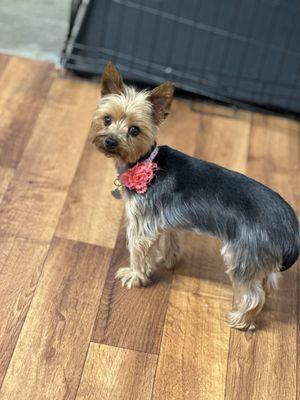 Molly’s Groom Room