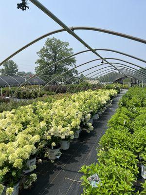 Arbor Farms Nursery