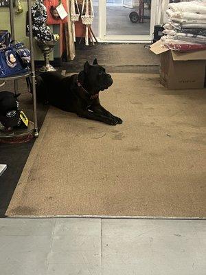 Super sweet gentle resident FURiend.