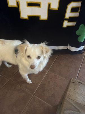 Lake Forest Kennel Club