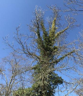 Siskiyou Tree Experts