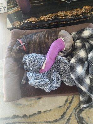 Circle H Veterinary Hospital