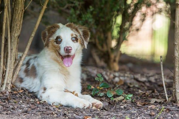 Nick hiding under a bush