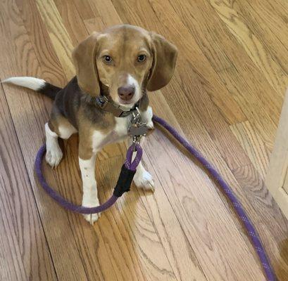 Almost Home Animal Rescue League