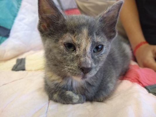 A Purr-Fect Fit Animal Rescue & Adoption Center Inc