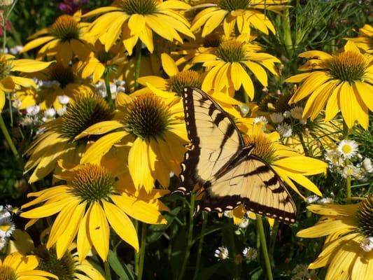 Grins & Pickin's CampFarm