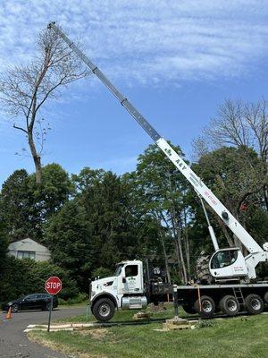 A & Y Landscaping & Tree Services