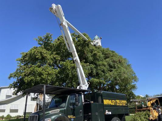 Manley Tree Service