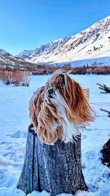 Governor Animal Clinic