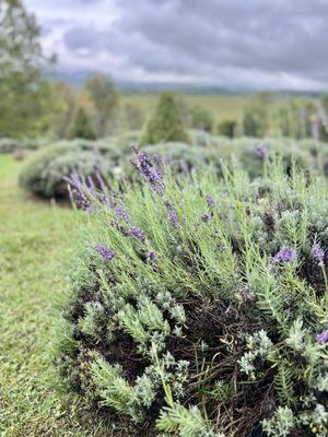 Lavender Fields at Tantivy Farm