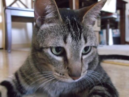 Pet Sitters By The Bay