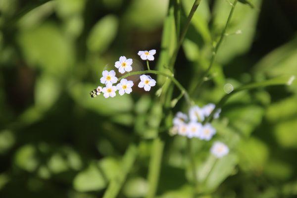 Shu Swamp Preserve - Charles T Church Nature Preserve