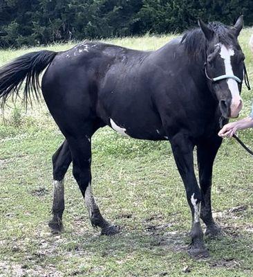 Rockwall Equine Center