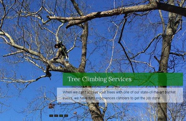 A & L Tree Experts