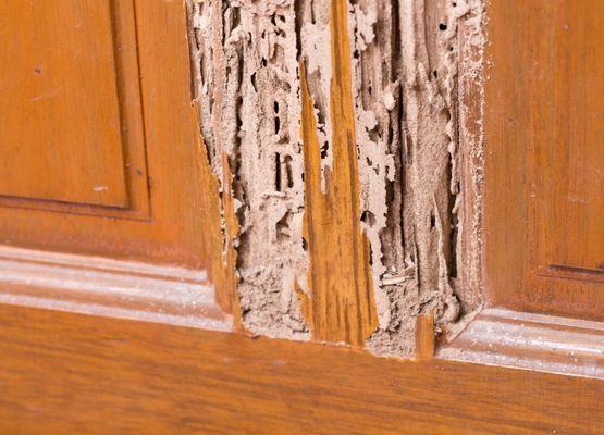 Evidence of termite damage on a wooden door.