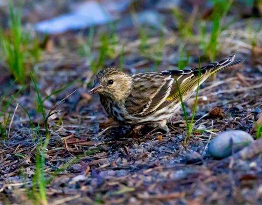 Pine Siskin was eating something in the grasses!