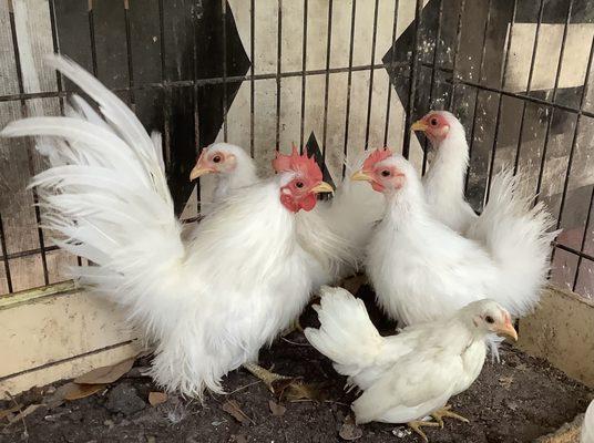 Sweet pet Silkied Serama