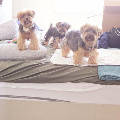 BamBam*Pebbles*Baby G (Romeo) October 2024