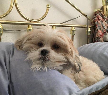 Posey is the office dog. He's a great partner for Susan