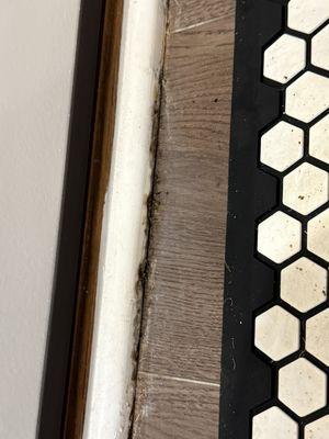 Mold on baseboard