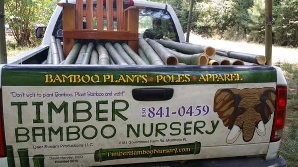 6 foot Moso Bamboo Poles