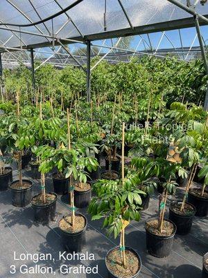 Julie's Tropical Plants