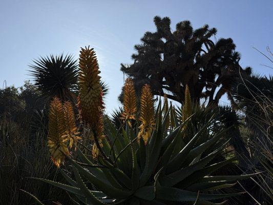 Winter succulent blossoms