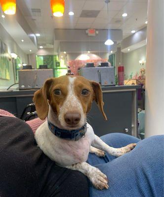 Sweet Bella. If you don't want to be around dogs, she stays out of the way and in her own chair.