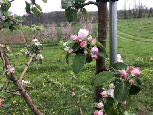 Crooked Line Farm And Orchard