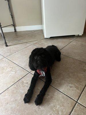 Puppy Love Pet Salon