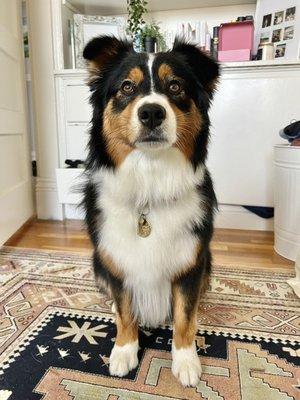 Foggy Doggy Grooming Salon