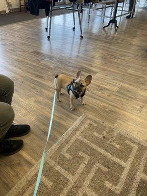 Jeff's tactical dog :)