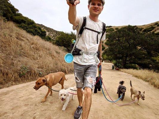 BORK! Pack Dog Walking