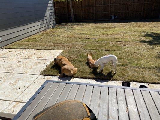 Trinity Turf Nursery