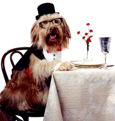 Doggie Manners Dog Training