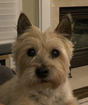 4 Paws Bed & Biscuit