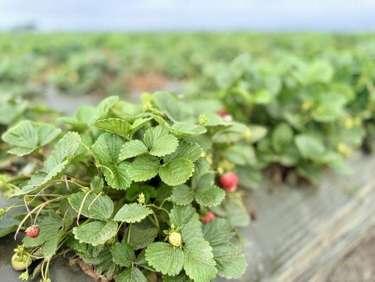 The Beach Street Cafe