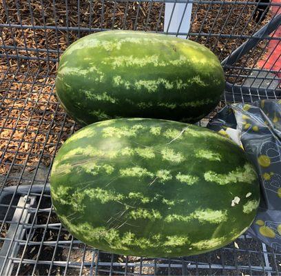 $0.39 cents lbs.. The last two I got was sweet decided to get two more. black seeded