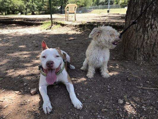 Canine Communication