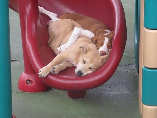 Cubby's Canine Castle