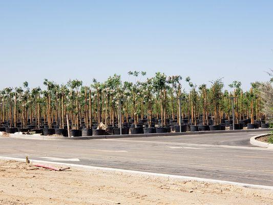 Desert Forrest Nursery
