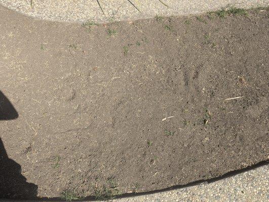 Grass grow back in 2 weeks, clearly they just removed the very shallow part and never touched the roots