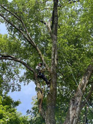 MGO Tree Services