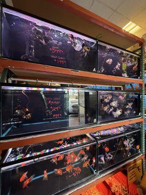 King Koi Goldfish Inc