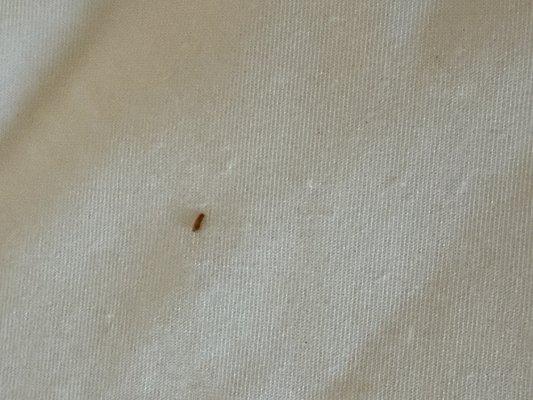 Coastal Palms Beach Hotel