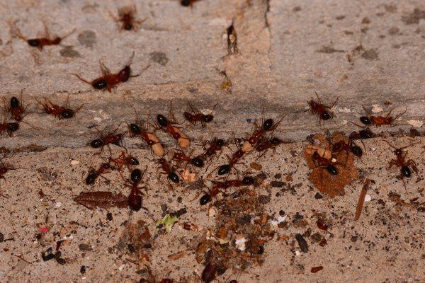 Don’t Bug Out Pest Control