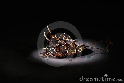 Detroit Bed Bug & Pest Control Specialist